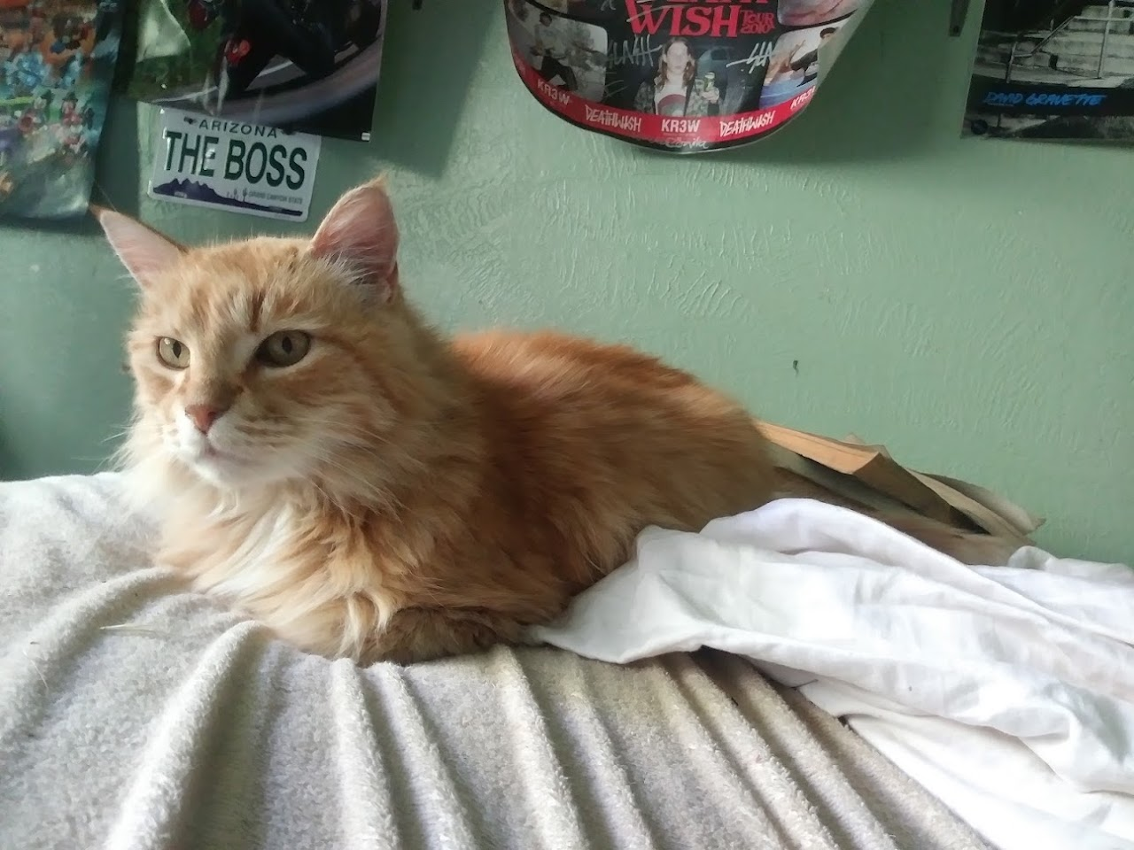 This is my very first cat Artie. He passed away when I turned 16, and he was just a bit older than me.