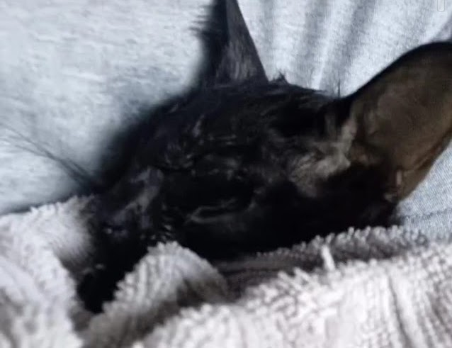 This kitty I only have one picture of. He was found starving and dehydrated in a workplace. I kept him in hopes to revive him, but he began bleeding uncontrollably during bathroom breaks. I spent his final night holding him until he had a seizure and passed away as well. I never had the chance to name him.