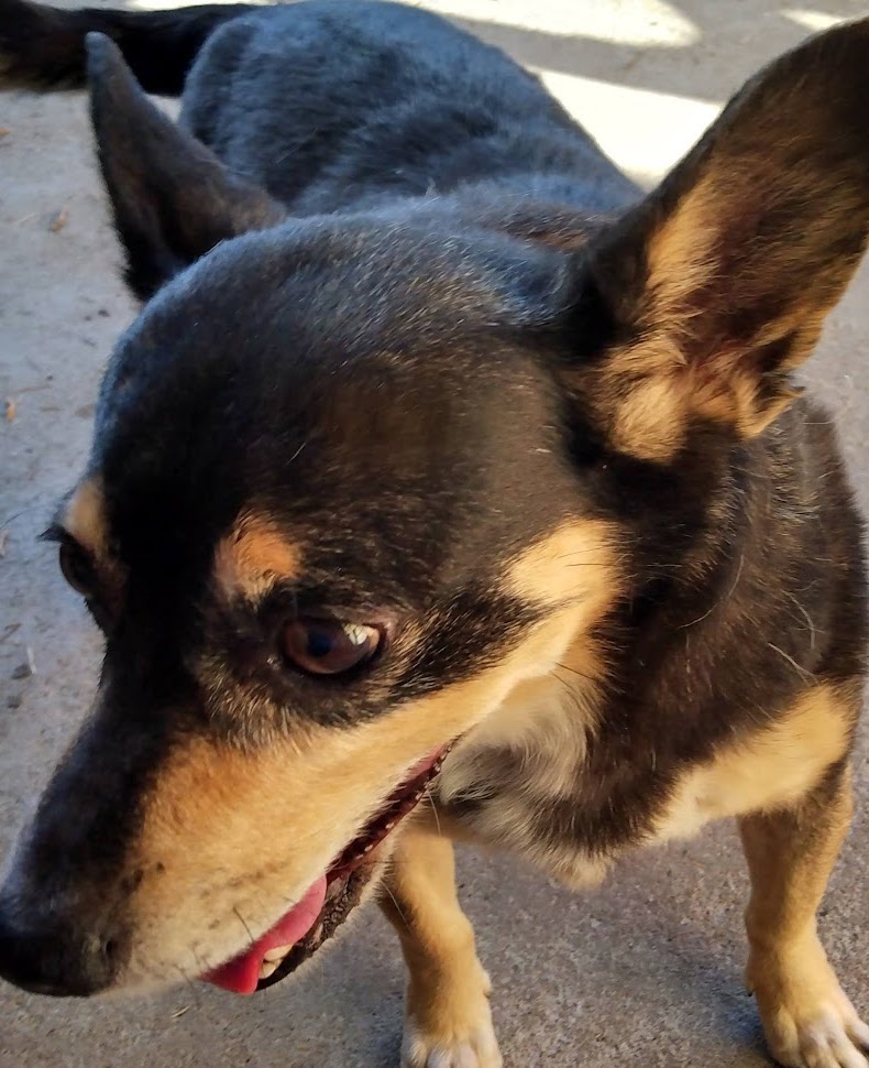 This is a dog that was found abandoned by owners, he only responds to 