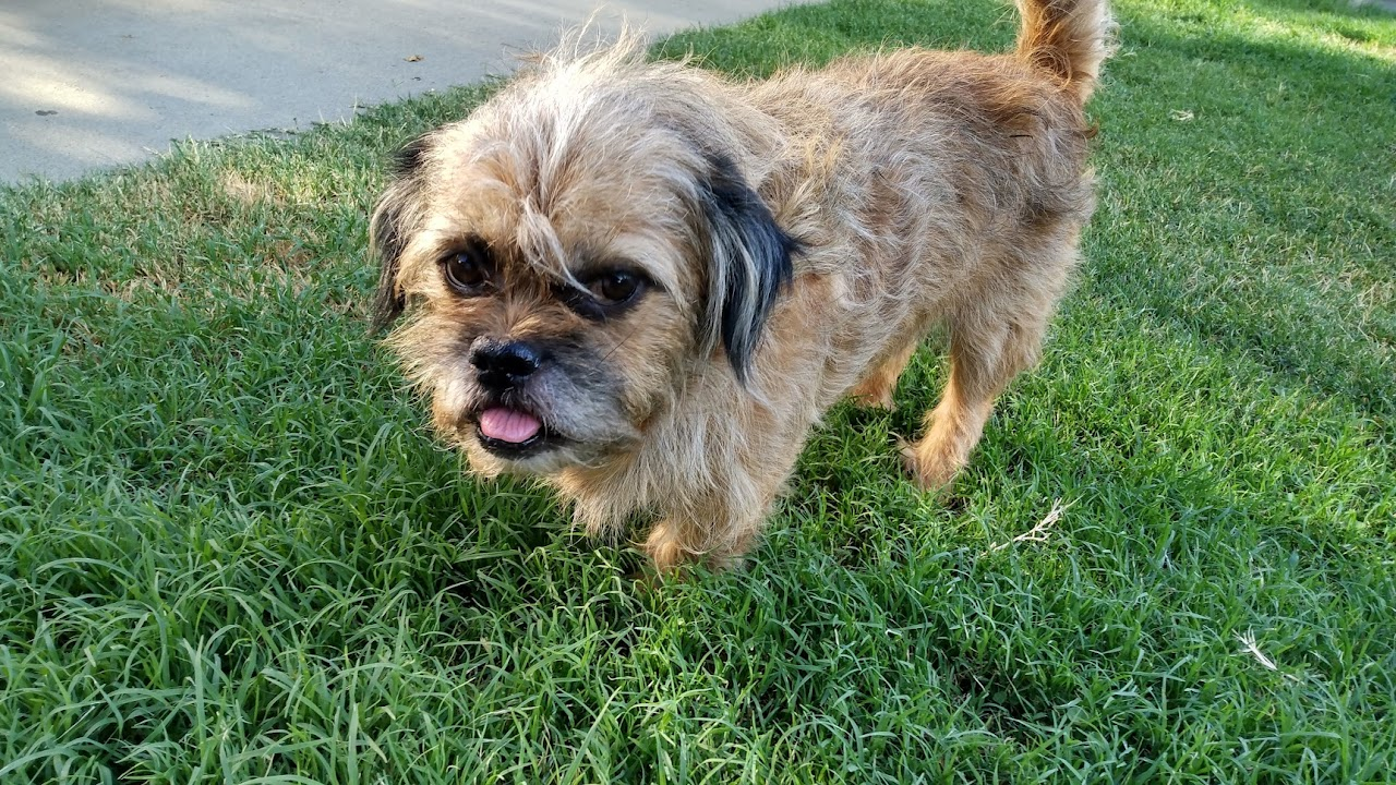 This is Snickers, he belonged to my Nana who passed away. He still lives on.