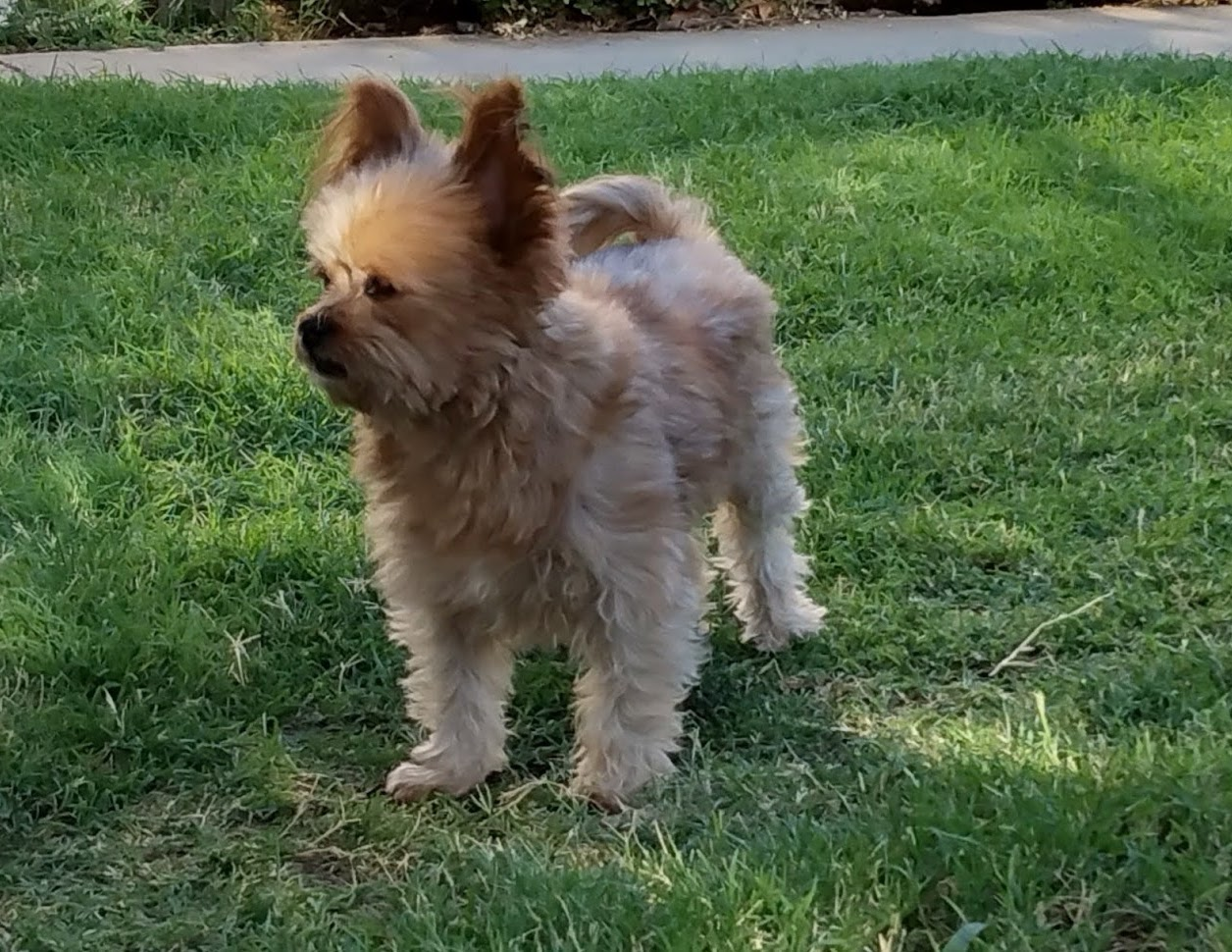 This is Zipper, he belongs to my grandpa's sister but I still lived with him for a while.