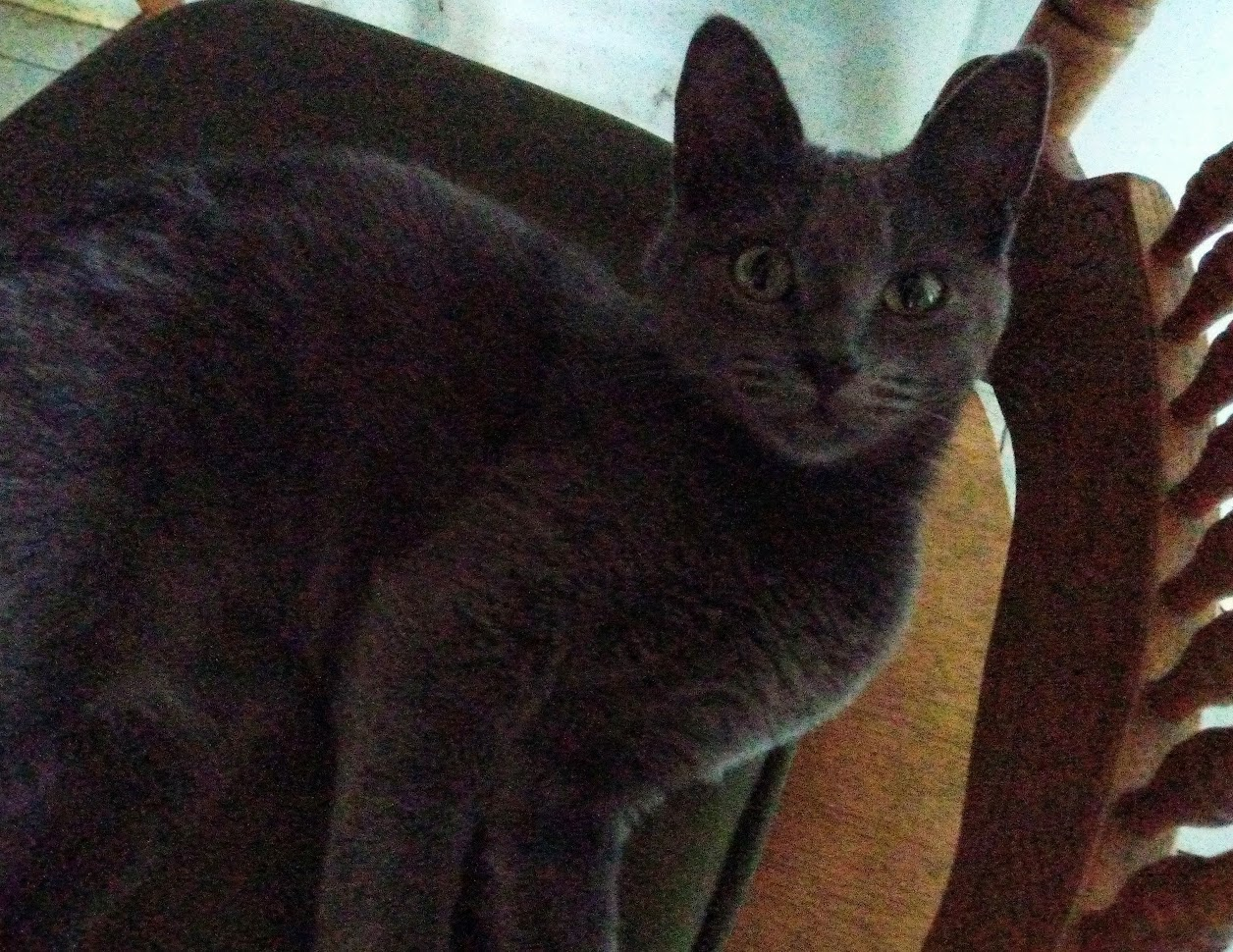 This is Luna, me and my mum got her for my Grandpa after Artie passed.