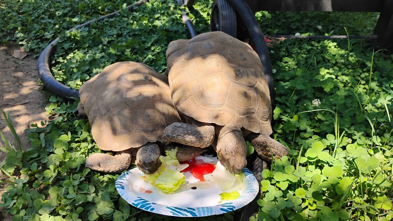 This is a husband and wife set of turtles, very kind and sweet creatures to humans.