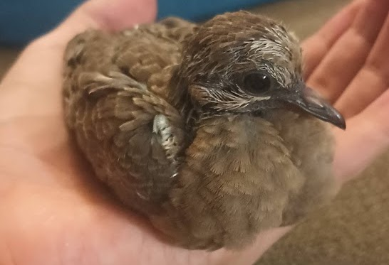 This is a baby dove. He and his brother were attacked by a blue jay and he was the only survivor due to my mother finding him. We revived him for a few days and returned him back to the parents who openly accepted him. We also found out he could fly.