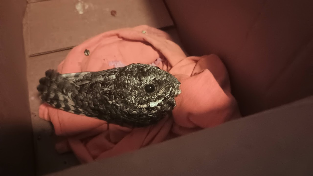 This is a poorwill. We didn't keep him but he was stuck in my grandfathers house. Poorwills do not fly until nighttime so we kept him until dusk.