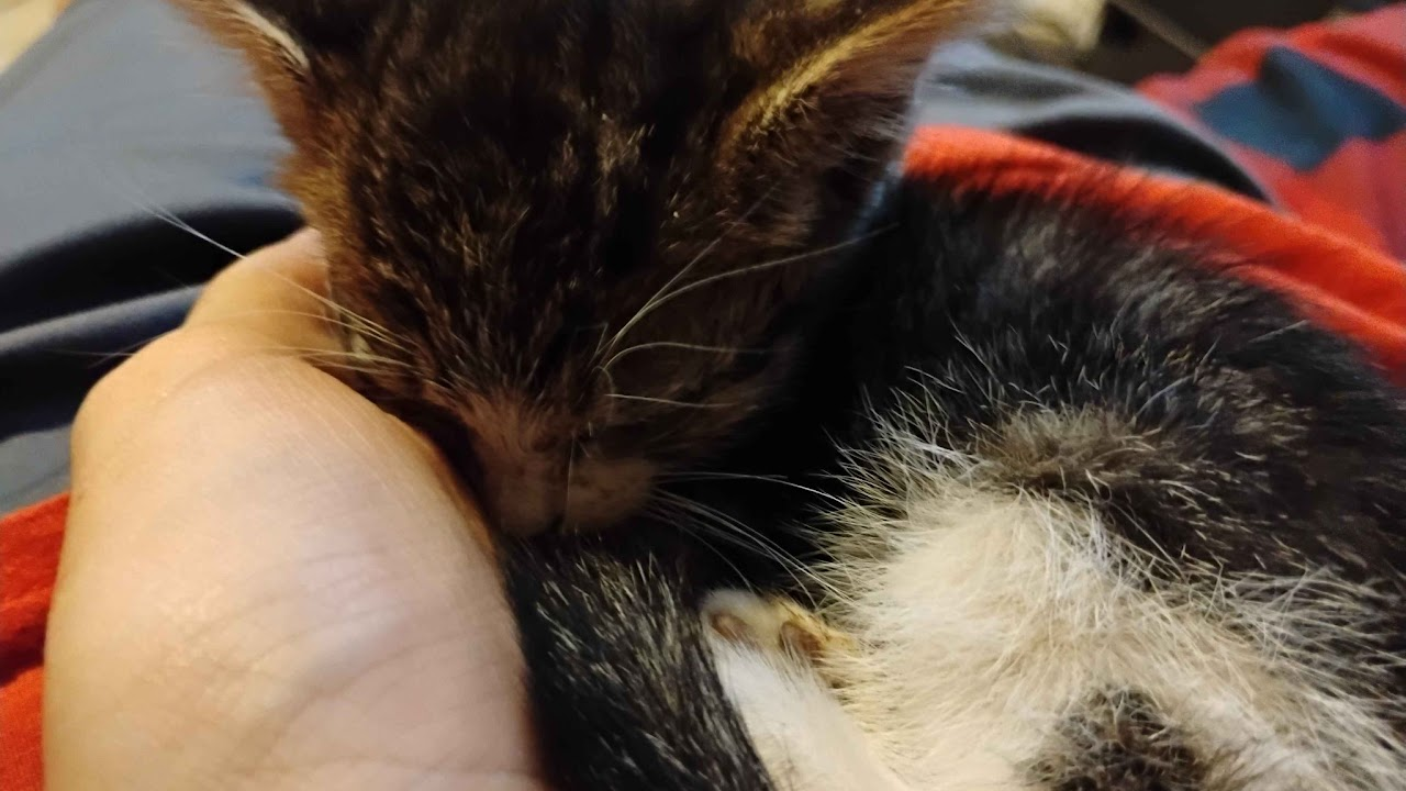 Surviving kitten, found on the road abandoned by the mother. She carried a respiratory issue and passed away 07/11/2026.
