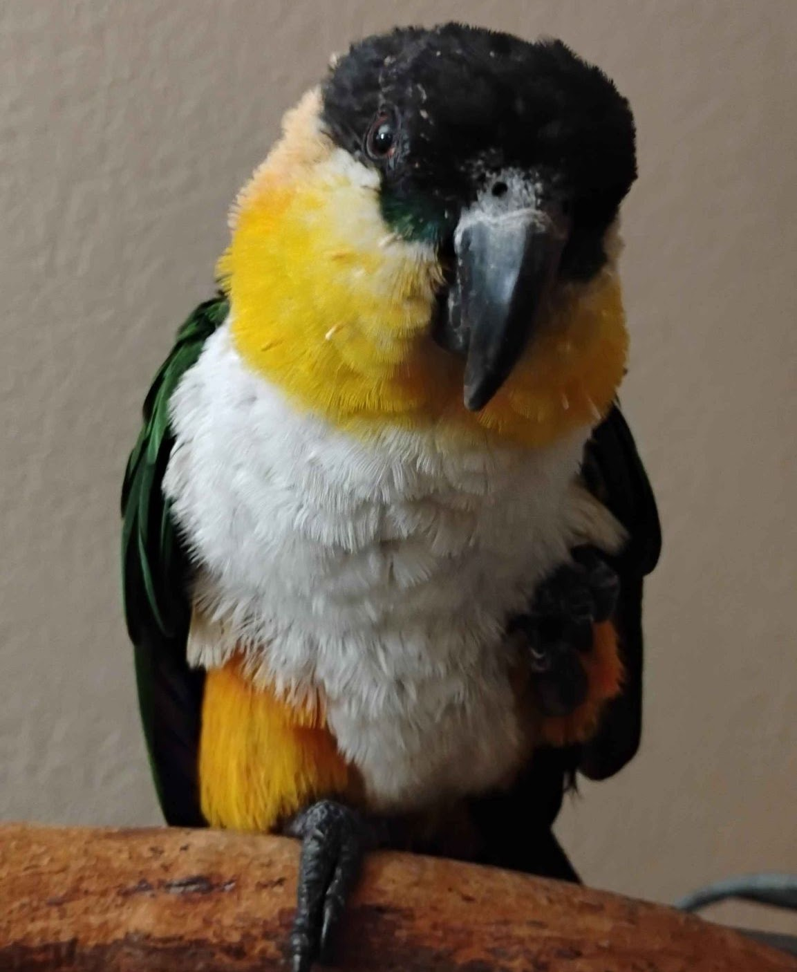 Zeus, a caique parrot taken in for a home with me and my family. Was friendly since day 1.