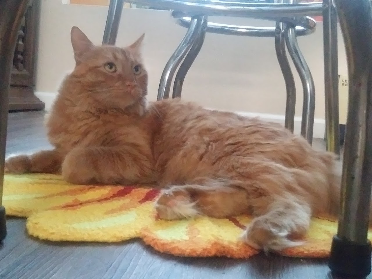 This is Alfred, we mainly called him pickles though. He was gotten because of his orange colour, to look like Artie.
