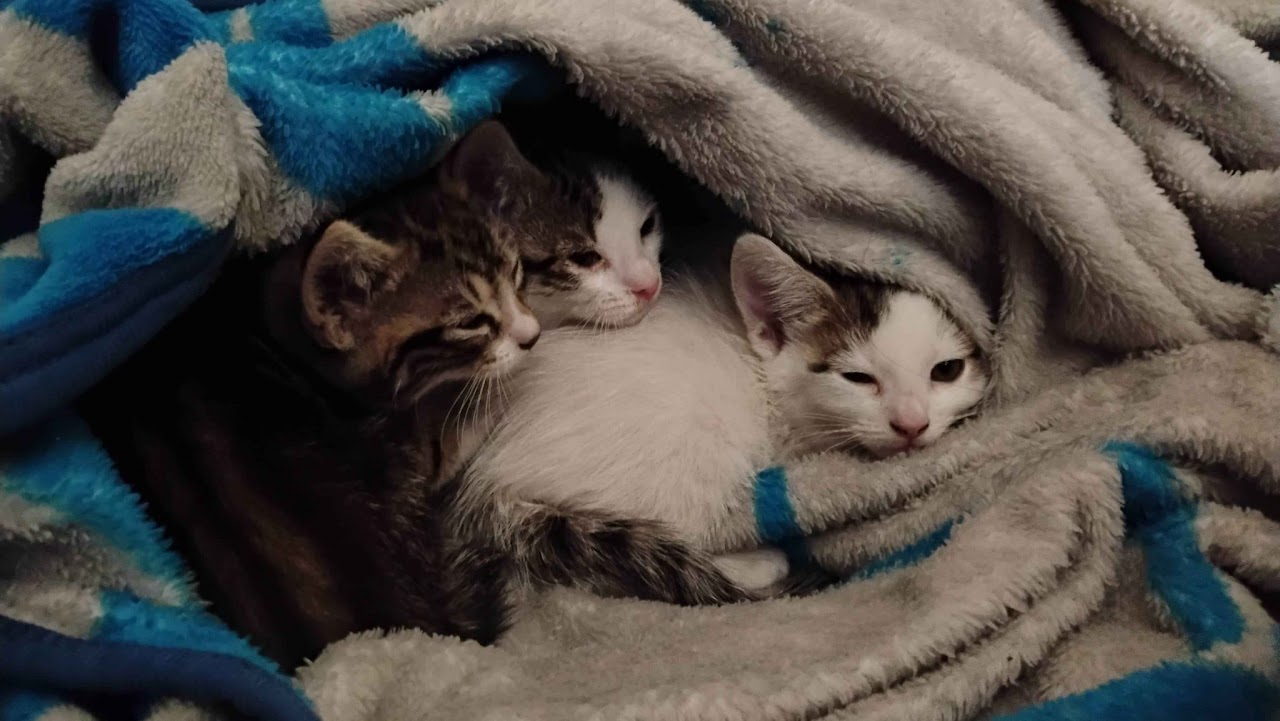 3 sisters collected from a workplace, we took care of them for almost 4 days, found them all a home with some help of friends.