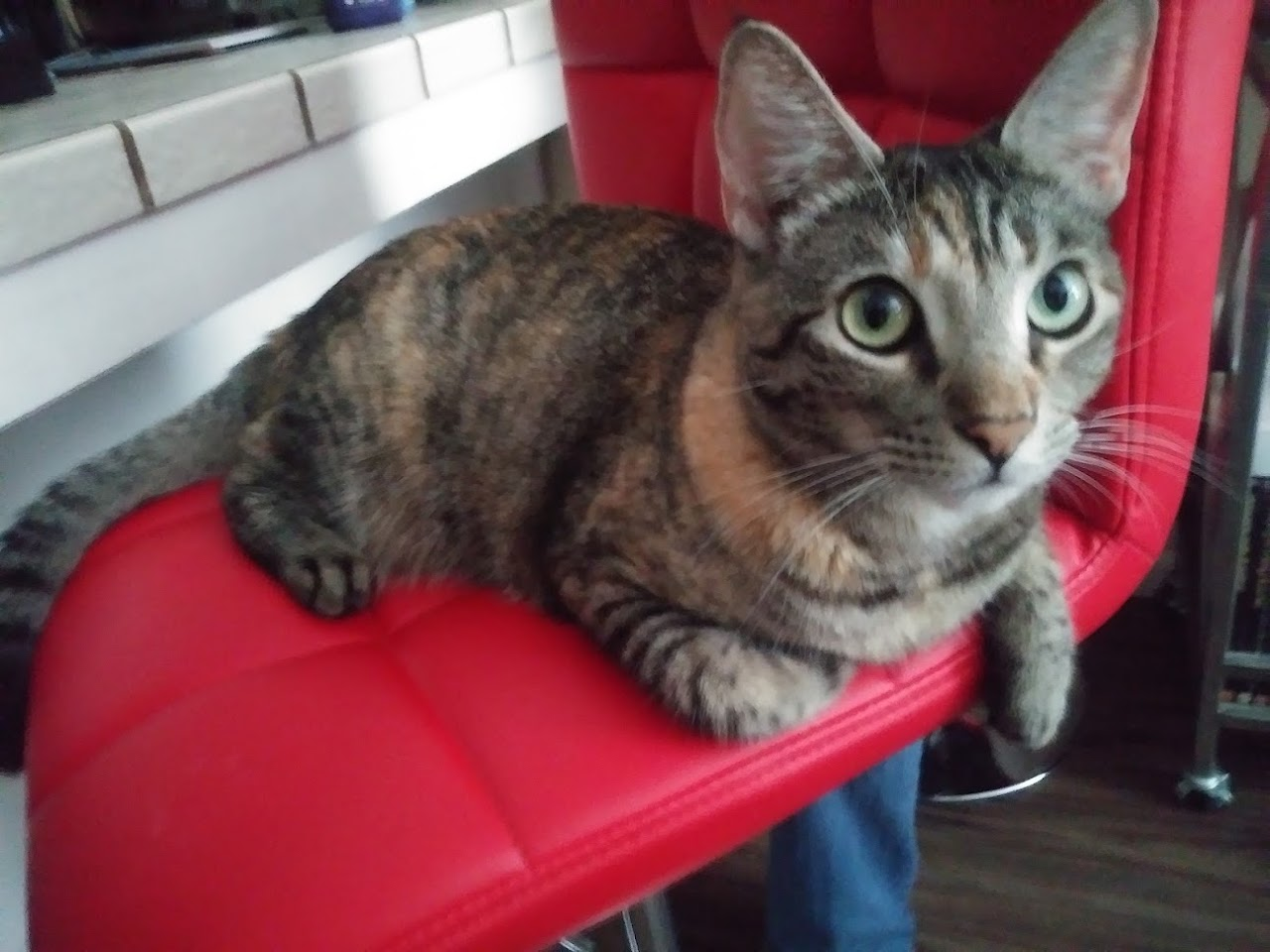 This is Layla. She was found at my nana's birthday party just sitting in a tree. We took her home and ended up keeping her because she was too scared to go back outside.