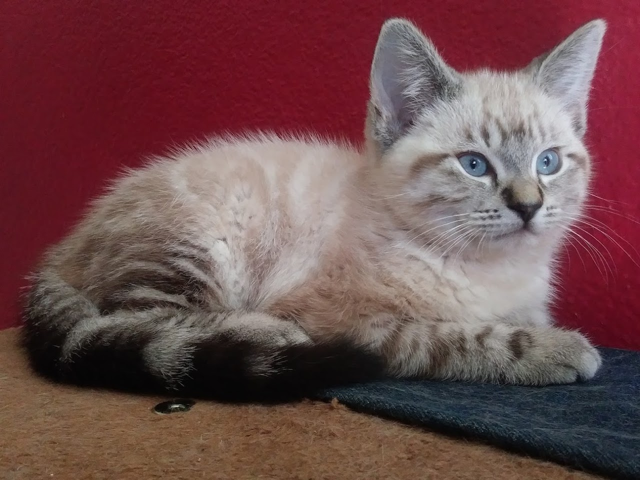 This is Bane. He was born in our front yard and his mother let us have him.