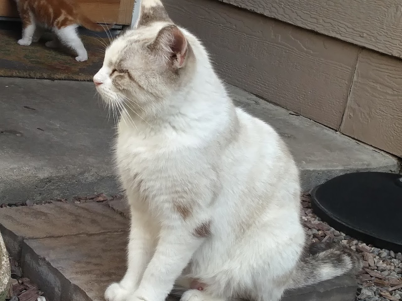 This is Francis, the mother of Bane. She loved being around me and I was the only one allowed to pick her up. She passed away early 2024 for an unknown reason...