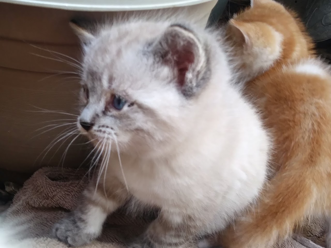 Baby 2 of Francis