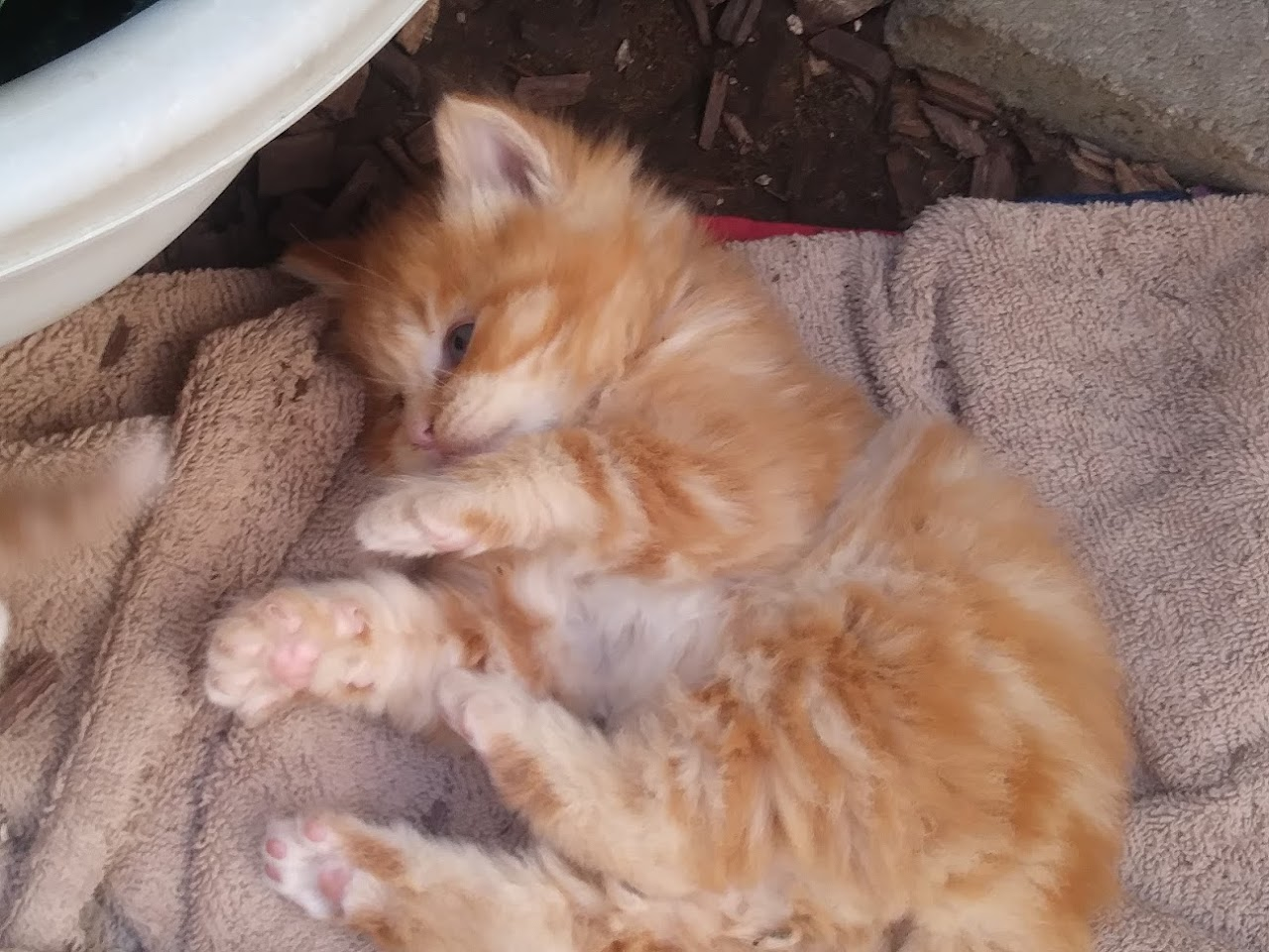 Baby 3 of Francis