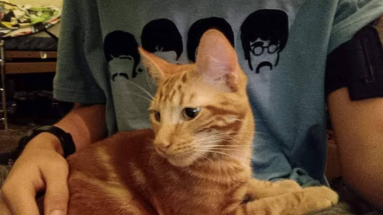 This is Ricky. We received him with severe sickness and expected to lose him fast. He loved to be held and couldn't stand sleeping by himself. He helped me through my heart complications and passed away early 2024. He visits me and my brother often in our dreams.